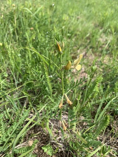 Large yellow vetch