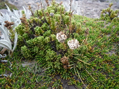 Valeriana alypifolia