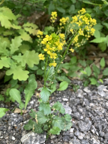 bitter wintercress