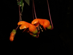 Columnea strigosa