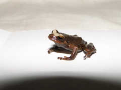 Pristimantis glandulosus