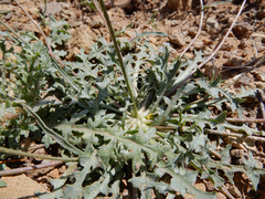 Malacothrix fendleri