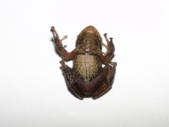Pristimantis glandulosus