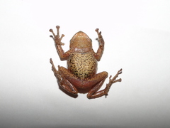 Pristimantis glandulosus