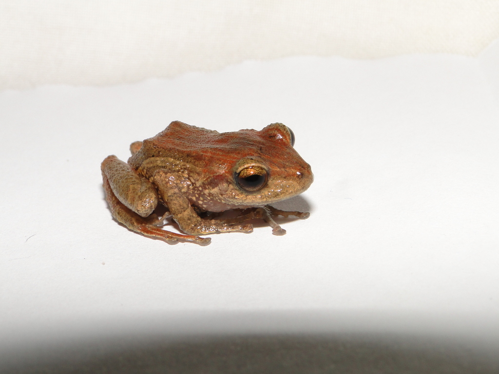 Loja Robber Frog
