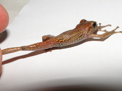 Pristimantis versicolor