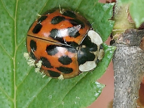 Asian Lady Beetle photographed in Virginia