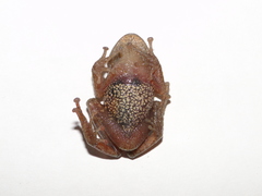Pristimantis versicolor