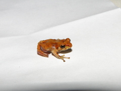 Pristimantis glandulosus