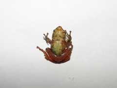 Pristimantis glandulosus