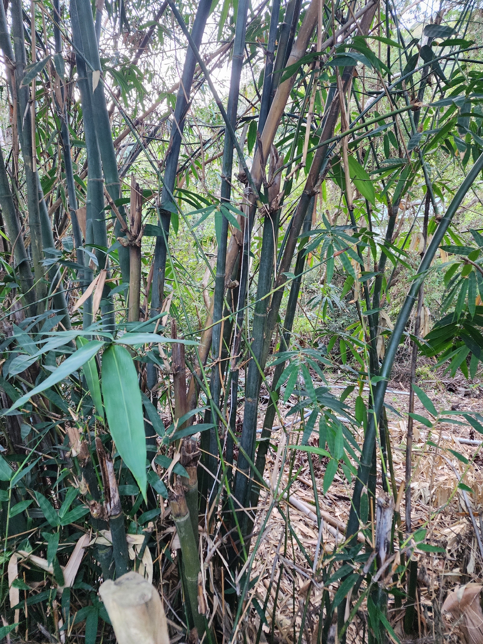 Bambusa vulgaris (Bambusa vulgaris)