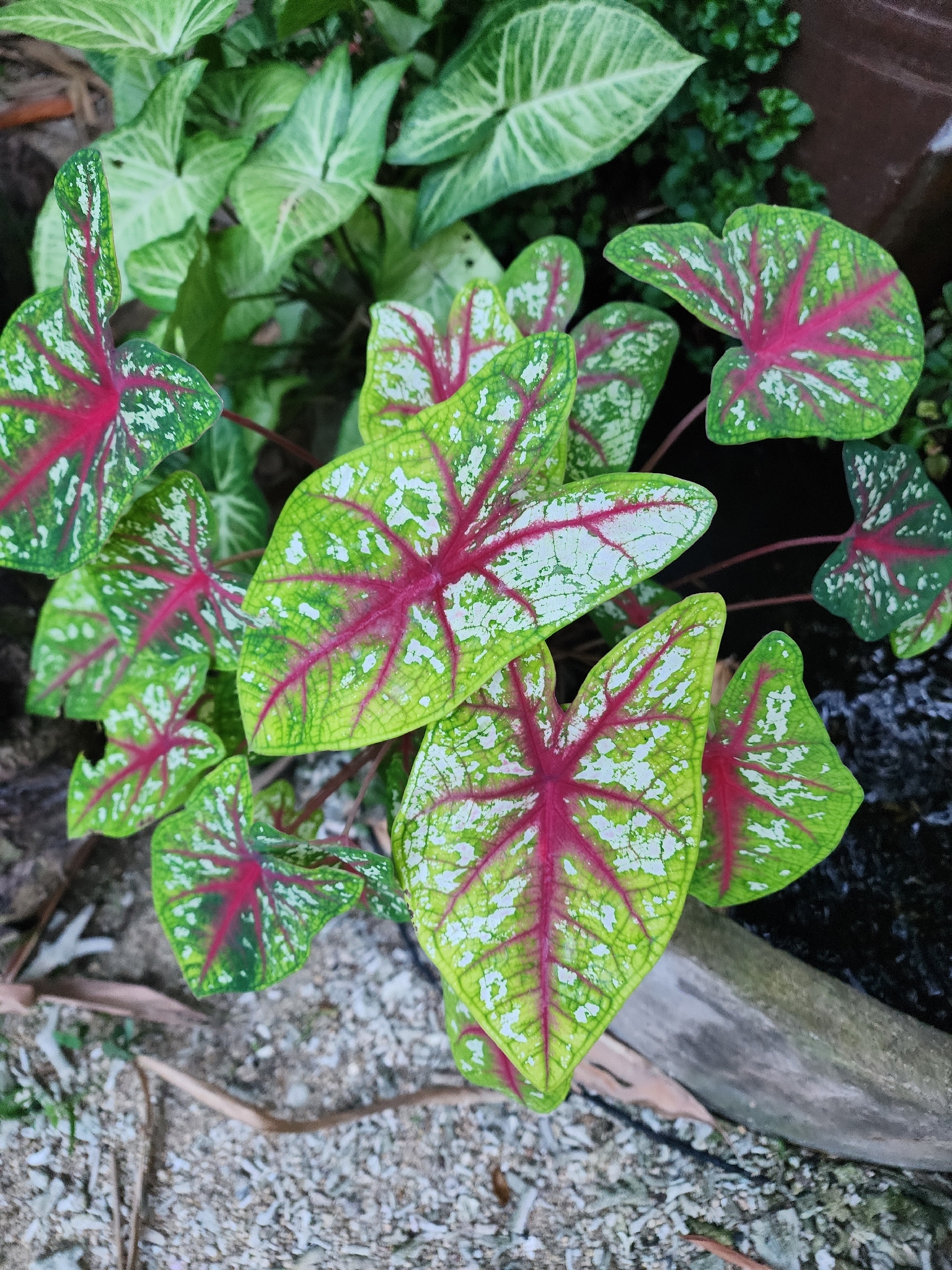 Caladium bicolor — ảnh 3