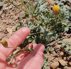 Malacothrix fendleri