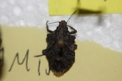 Brochymena parva