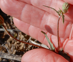 Malacothrix fendleri