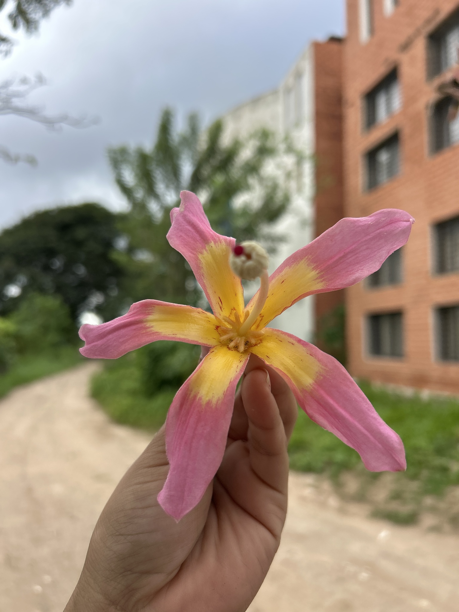 Ceiba camba Drawert, A.A.Angulo & Catari 4