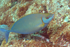 Siganus argenteus