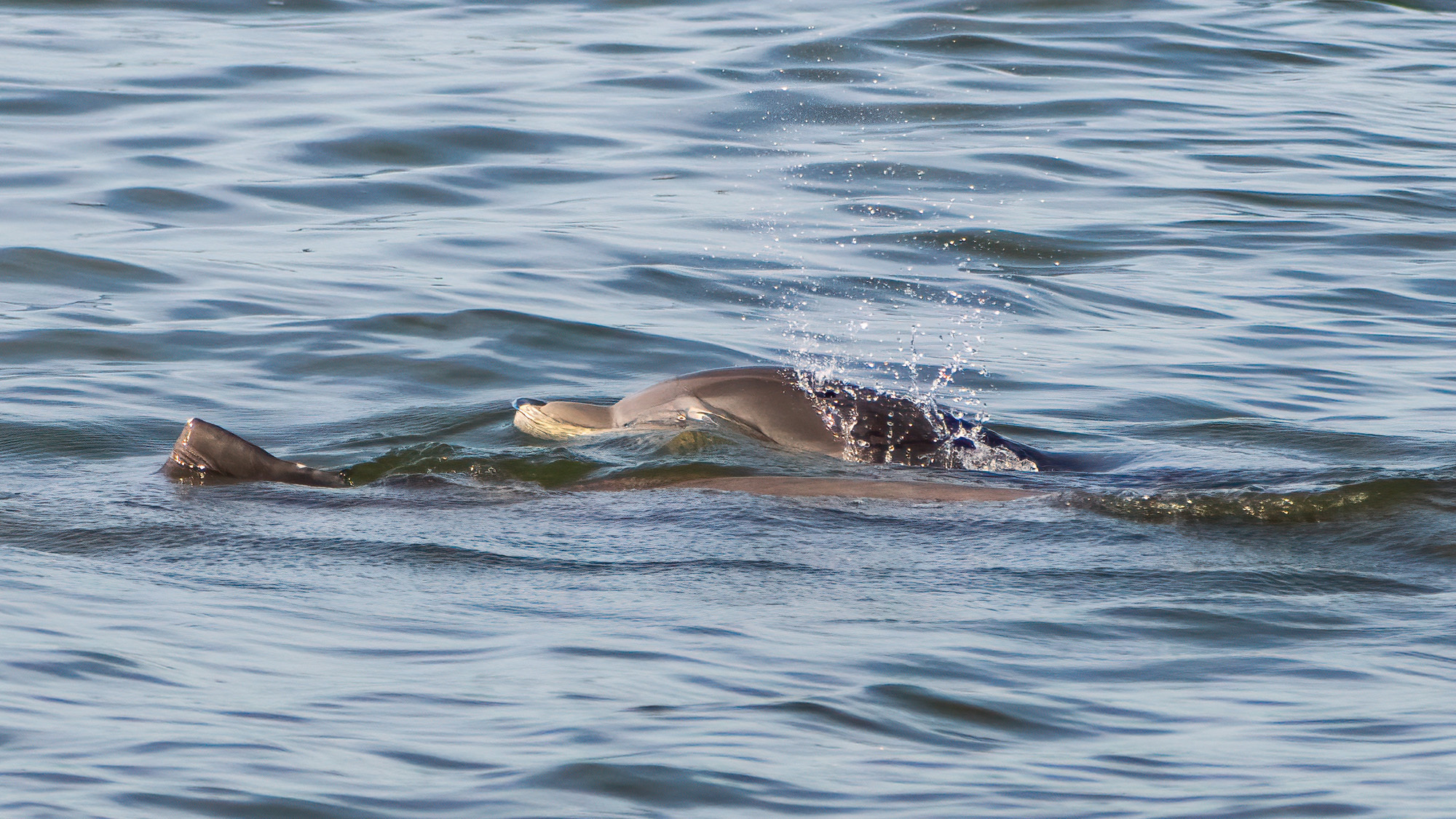 Tursiops erebennus