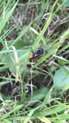 Bibio hortulanus