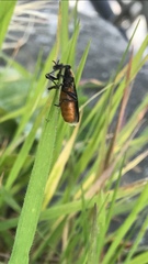 Bibio hortulanus