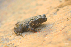 Rhinella beebei