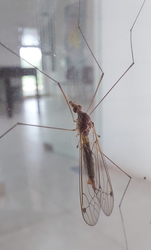 Maekistocera longipennis