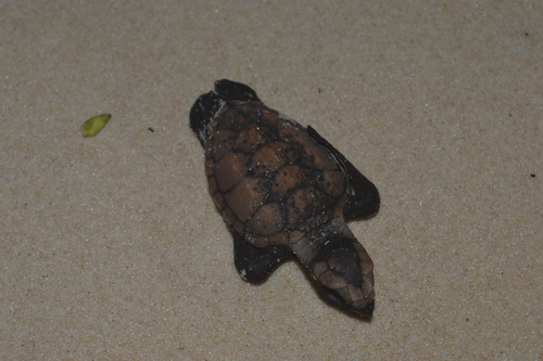 Eretmochelys imbricata
