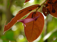 Columnea ciliata