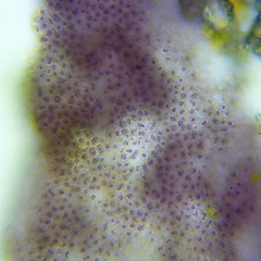 Lamprocystis