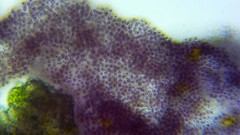 Lamprocystis