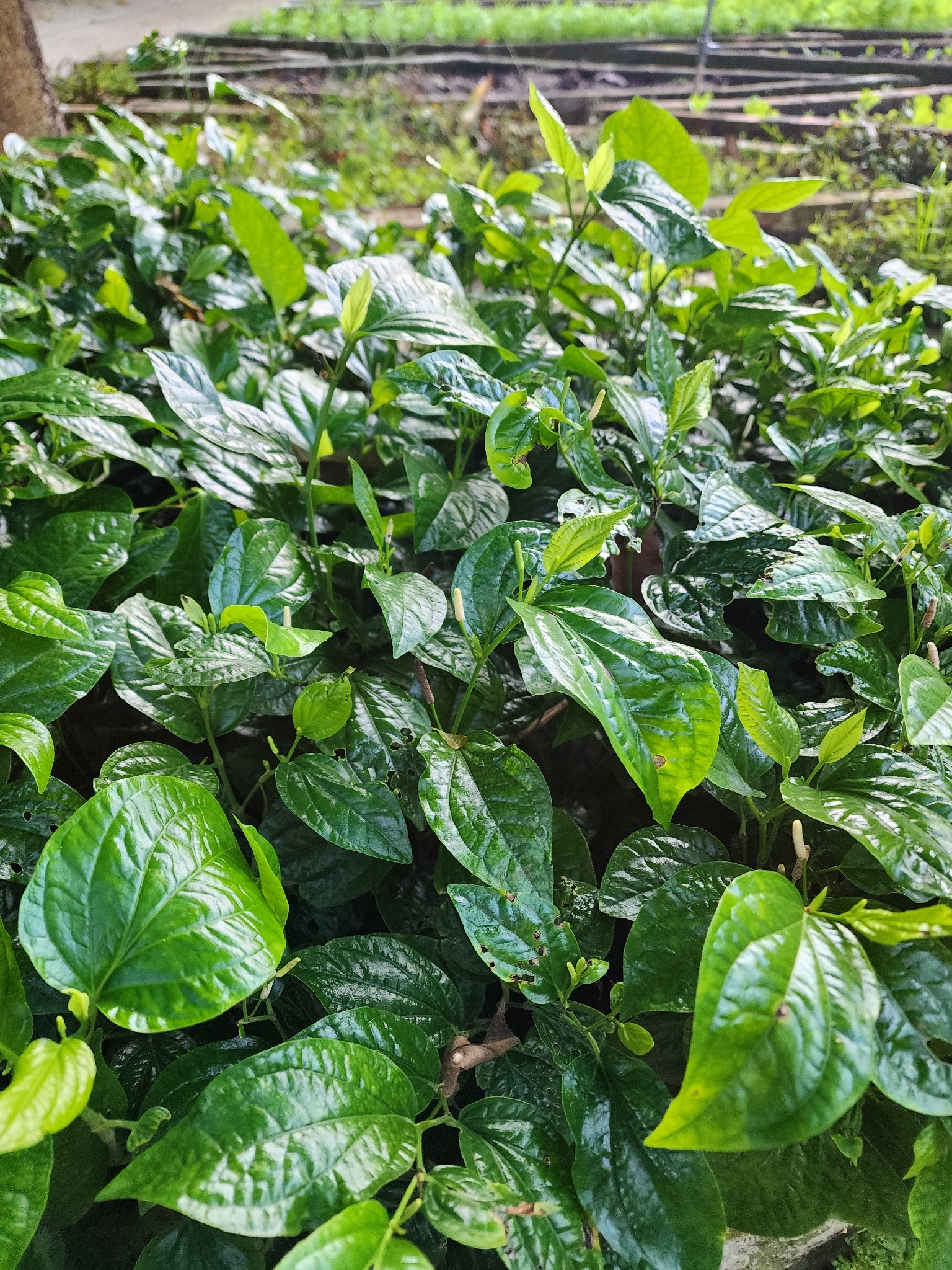 Piper sarmentosum — ảnh 3