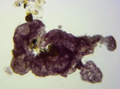 Lamprocystis