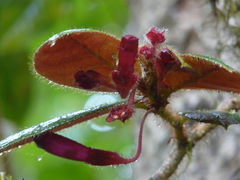 Columnea ciliata