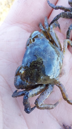 Brush-clawed Shore Crab, Sint-Annaland, Nederland, photo 8 of 10