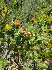 Arctostaphylos refugioensis