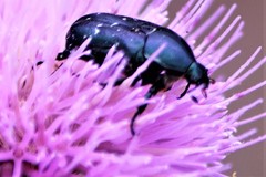 Euphoria sepulcralis