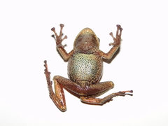 Pristimantis glandulosus