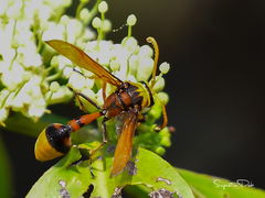 Delta pyriforme pyriforme