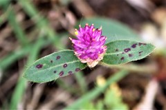 Gomphrena globosa