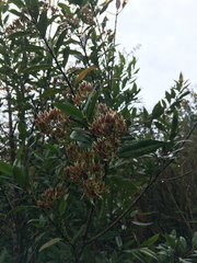 Caldcluvia paniculata