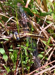 Phanogomphus lividus
