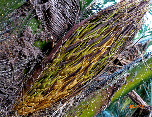 Elaeis guineensis