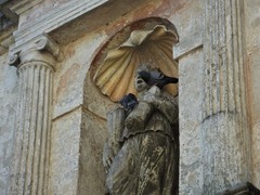 Columba livia domestica