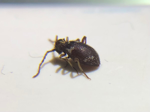 White-marked Spider-beetle photo 5