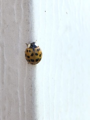 Harmonia axyridis