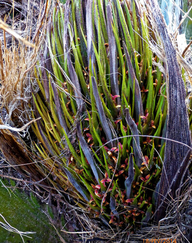 Elaeis guineensis