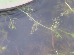 Utricularia