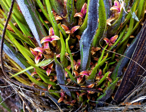 Elaeis guineensis