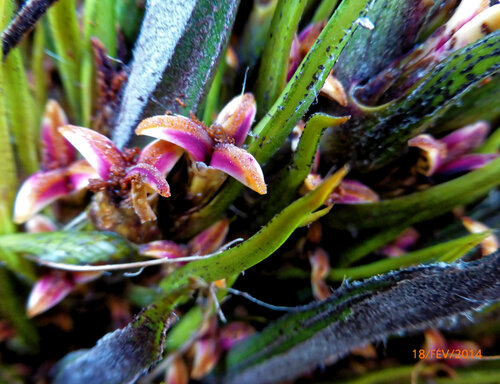 Elaeis guineensis