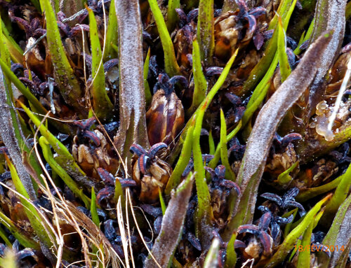 Elaeis guineensis